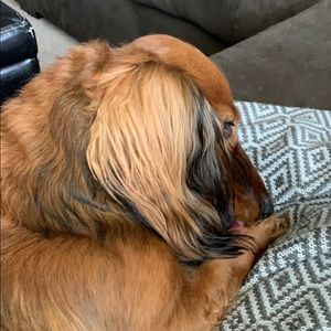 Meet your Posher, Missy